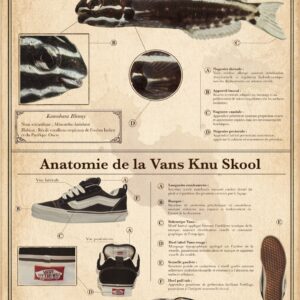 Anatomie du Kamohara Blenny et de la Vans Knu Skool