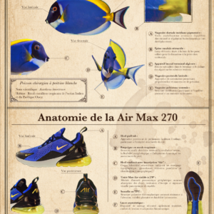 Anatomie du Poisson Chirurgien à Poitrine Blanche et de la Air Max 270