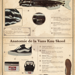 Anatomie du Kamohara Blenny et de la Vans Knu Skool