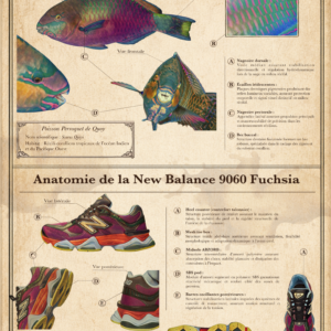 Anatomie du Poisson Perroquet de Quoy et de la New Balance 9060 Fuchsia
