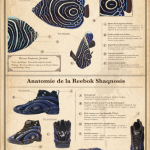 Anatomie du Poisson Empereur Juvénile et de la Reebok Shaqnosis
